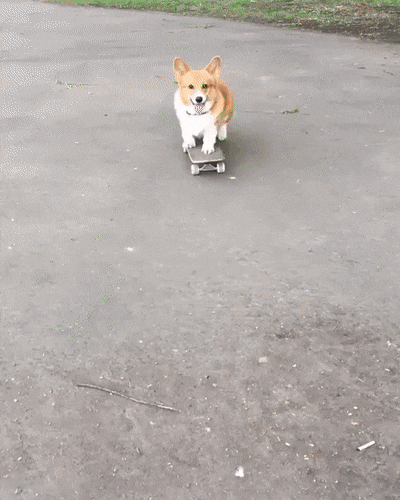 Corgi Dog on Skateboard